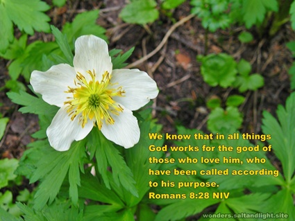 Romans 8:28